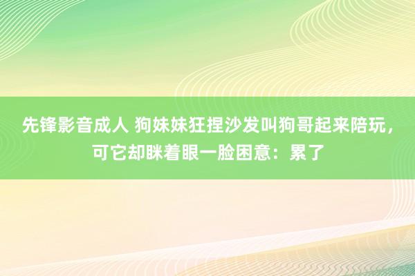先锋影音成人 狗妹妹狂捏沙发叫狗哥起来陪玩，可它却眯着眼一脸